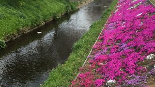 渋田川河畔芝桜