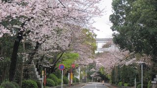 桜は東京の満開の1週間後か
