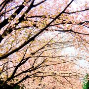桜の時期はオススメ！