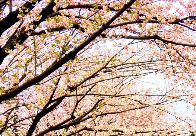 桜の時期はオススメ！