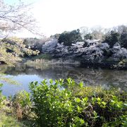 桜の季節はオススメ！