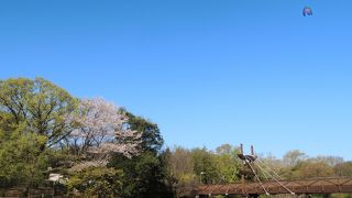 泉の森を象徴する橋