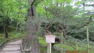 山崎山ふもとの句碑