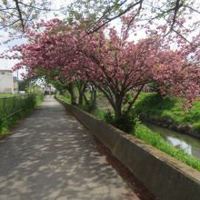 八重桜が咲いていました