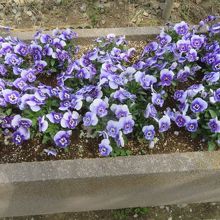 花壇があります