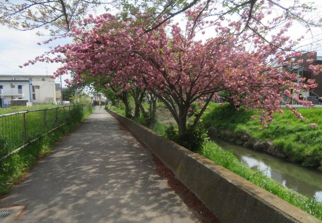 新坂川沿いの遊歩道