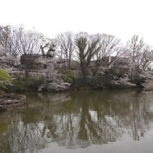 静かな菊名池