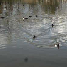 野鳥が。時にはカワセミ