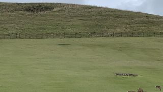 鹿が草をついばんでいる！