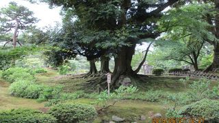 大木の根元にある石