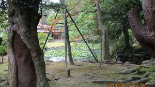 時雨亭の庭の小さな池
