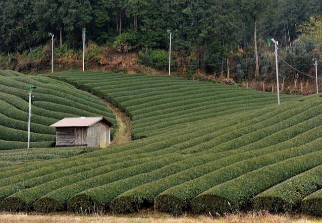 宇治茶の郷 和束の茶畑 クチコミ アクセス 営業時間 木津 加茂 フォートラベル