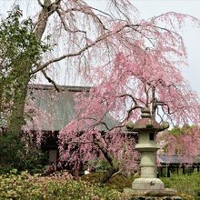 桜の季節も素晴らしい天龍寺