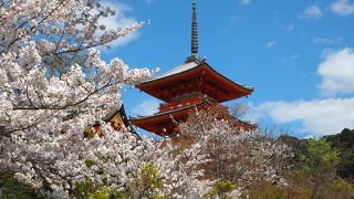 桜の時期には参拝出口付近からがいい