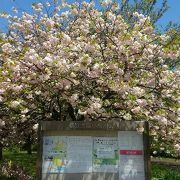 ソメイヨシノの後は八重桜がきれい