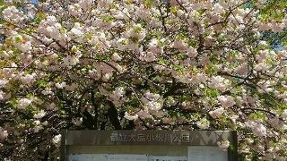 ソメイヨシノの後は八重桜がきれい