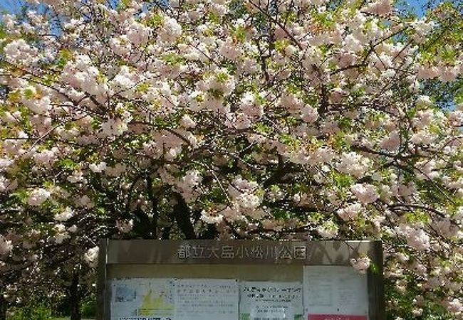大島小松川公園 クチコミ アクセス 営業時間 亀戸 フォートラベル