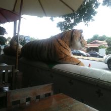 通りすがりの人も虎の写真を撮っていた