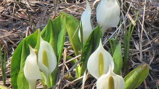 はまなすの丘公園&番屋の湯&マクンベツのミズバショウ