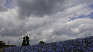 季節により様々な花を楽しめます