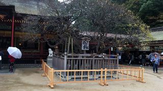 菅原道真ゆかりの伝説の梅。