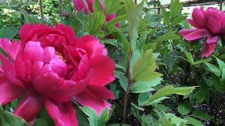 瑠璃山薬王院（東長谷寺）