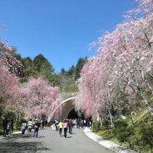 桜を見ながらミュージアムへ歩くのは気持ちいい。