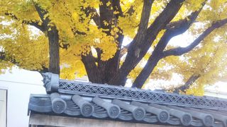 黄金色に輝くいちょうの木の下に