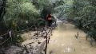 国頭トレイル！