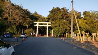 猫がいっぱいいる