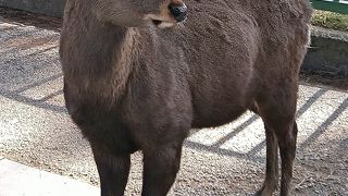 シカと触れ合えます