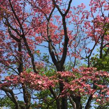 庭のハナミズキ