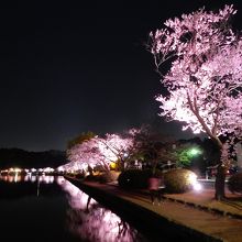 千波湖の桜のライトアップ