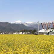 すぐ脇の菜の花畑がきれいです。