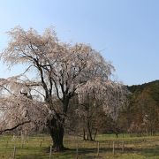 大しだれ桜は、第5駐車場の脇にあります