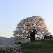 すばらしい一本桜。ただ渋滞は避けられないです