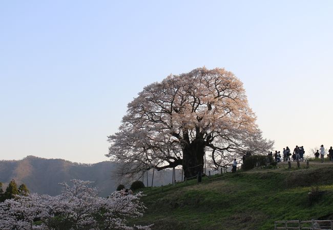 すばらしい一本桜。ただ渋滞は避けられないです