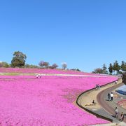 見晴らし良好。芝桜がきれいでした。