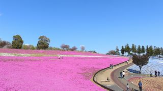 おおた八王子山公園芝桜 ポピーまつり