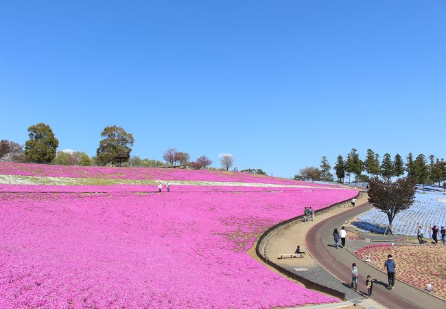 見晴らし良好。芝桜がきれいでした。