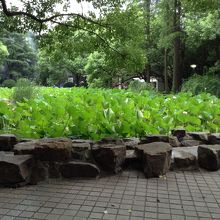 自然あふれる公園でした