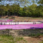 芝桜が見事