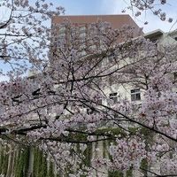 春にホテル付近を通ったとき、川の通りは桜並木となっていました