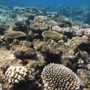 座間味島でボートシュノーケル