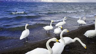 冬の屈斜路湖はオオハクチョウの飛来地！