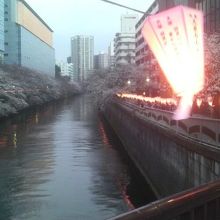桜や提灯の明かりが川面に映り夜桜撮影にもってこいです