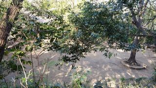 桜も咲いていました