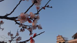 梅と明石城