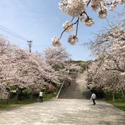 桜花見シーズンも新型コロナウィルスの影響で静かな花見でした。
