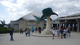 美ら海水族館のは人気の観光施設で、見どころはメインの大きな水槽を優雅に泳ぐジンベエザメです。
